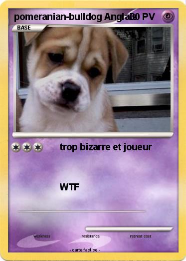 Pokemon pomeranian-bulldog Anglais