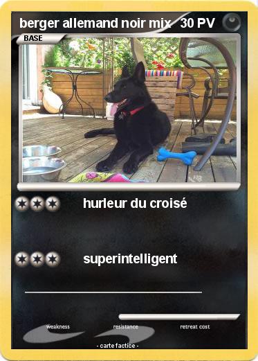 Pokemon berger allemand noir mix