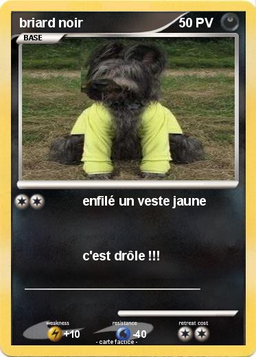 Pokemon briard noir
