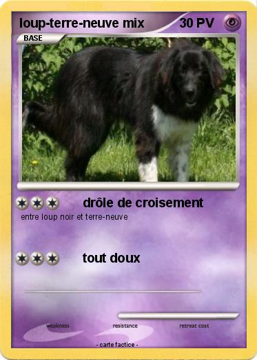 Pokemon loup-terre-neuve mix