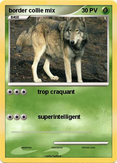 Pokemon border collie mix