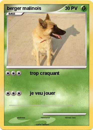 Pokemon berger malinois
