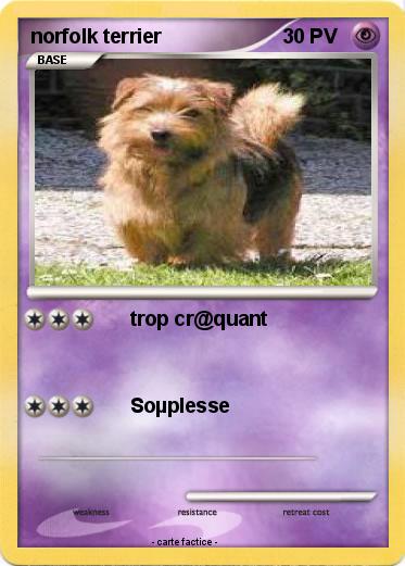 Pokemon norfolk terrier