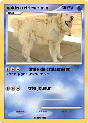 Pokemon golden retriever mix