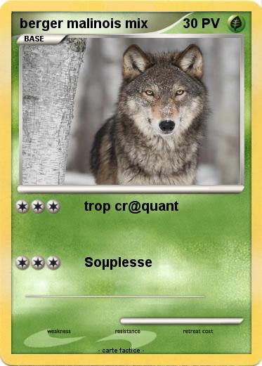 Pokemon berger malinois mix