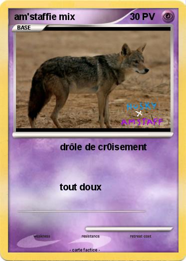 Pokemon am'staffie mix