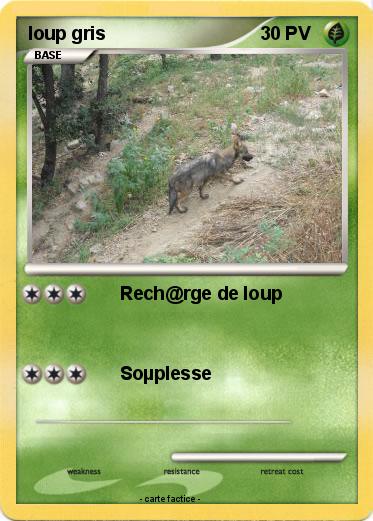 Pokemon loup gris