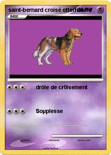 Pokemon saint-bernard croisé otterhound