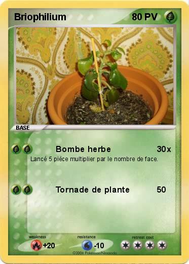 Pokemon Briophilium