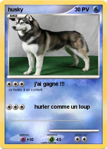 Pokemon husky