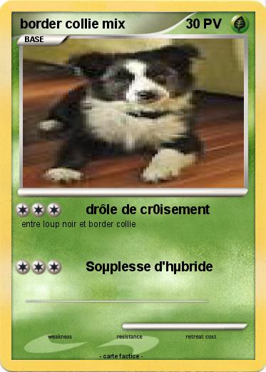 Pokemon border collie mix