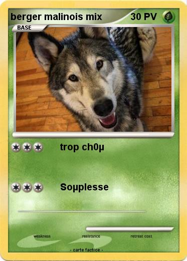 Pokemon berger malinois mix