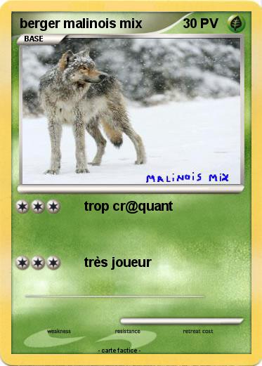 Pokemon berger malinois mix