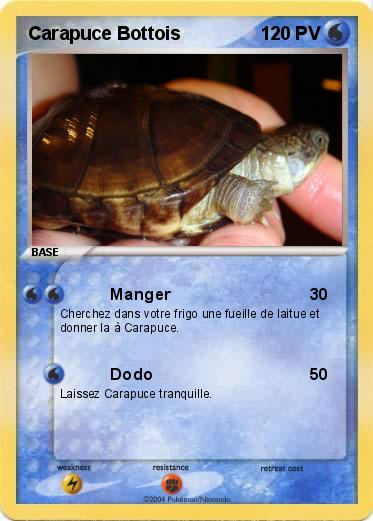 Pokemon Carapuce Bottois