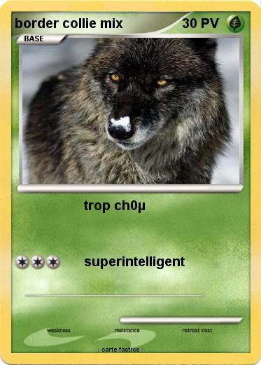 Pokemon border collie mix
