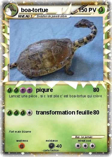 Pokemon boa-tortue
