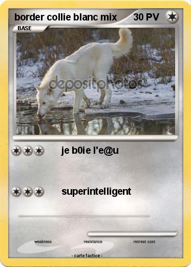 Pokemon border collie blanc mix
