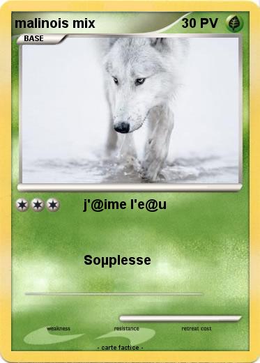 Pokemon malinois mix