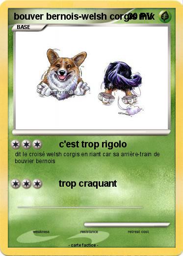 Pokemon bouver bernois-welsh corgis mix