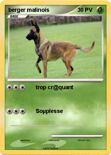 Pokemon berger malinois