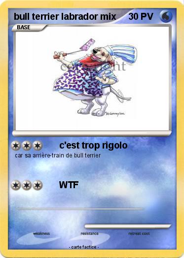 Pokemon bull terrier labrador mix