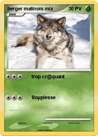 Pokemon berger malinois mix