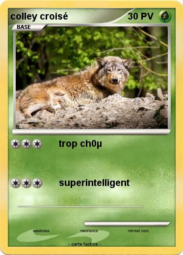 Pokemon colley croisé