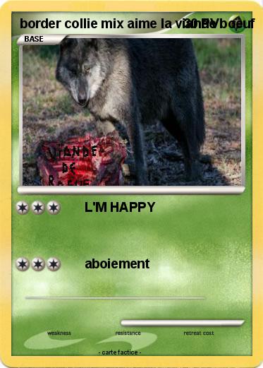 Pokemon border collie mix aime la viande boeuf