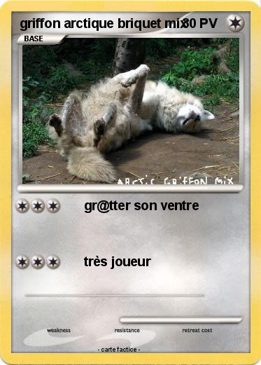 Pokemon griffon arctique briquet mix