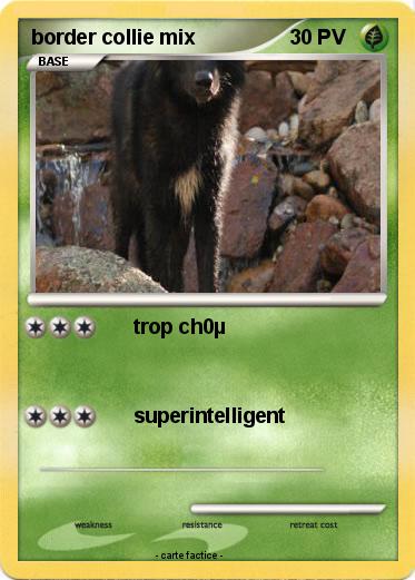 Pokemon border collie mix