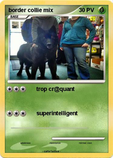 Pokemon border collie mix