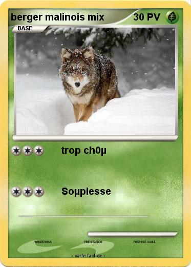 Pokemon berger malinois mix