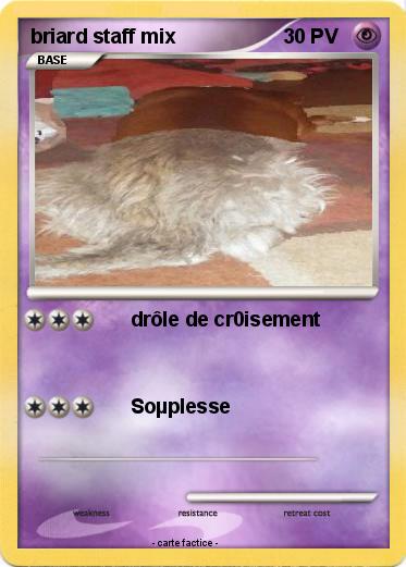 Pokemon briard staff mix