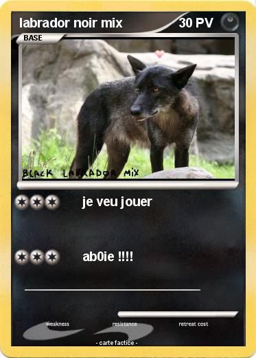 Pokemon labrador noir mix
