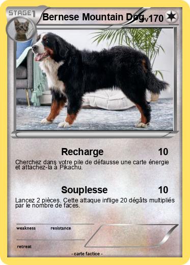 Pokemon Bernese Mountain Dog