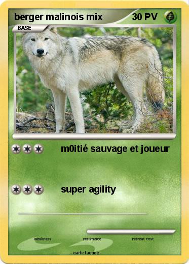 Pokemon berger malinois mix