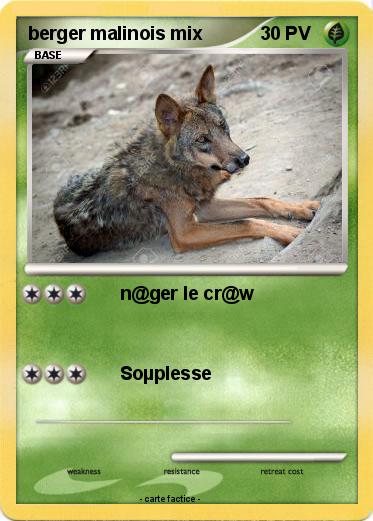 Pokemon berger malinois mix