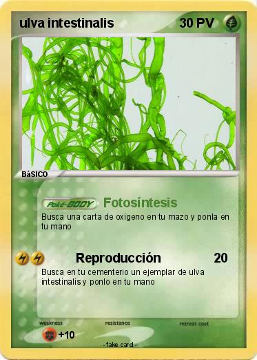 Pokemon ulva intestinalis
