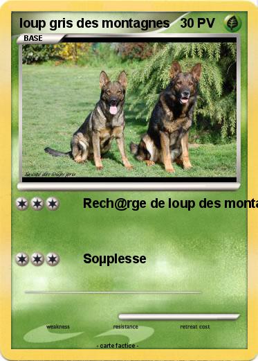 Pokemon loup gris des montagnes