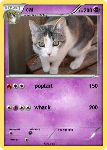 Pokemon cat