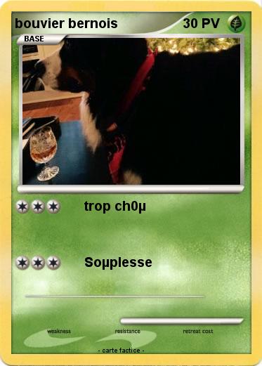 Pokemon bouvier bernois