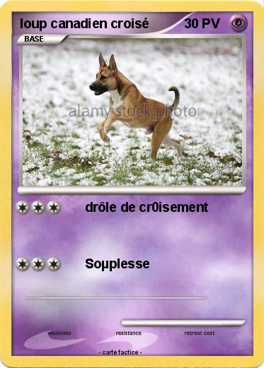 Pokemon loup canadien croisé
