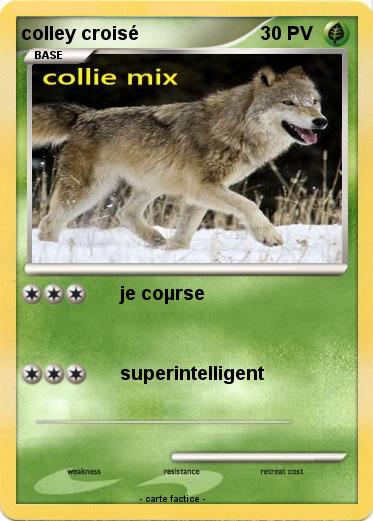 Pokemon colley croisé