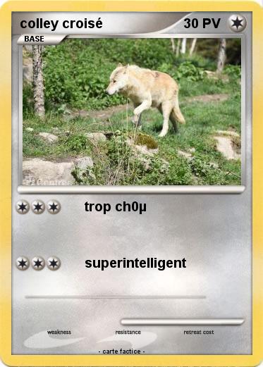 Pokemon colley croisé