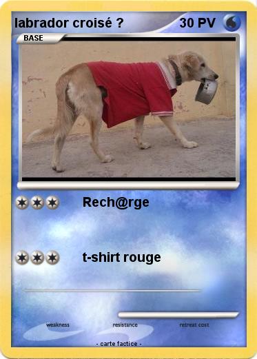 Pokemon labrador croisé ?