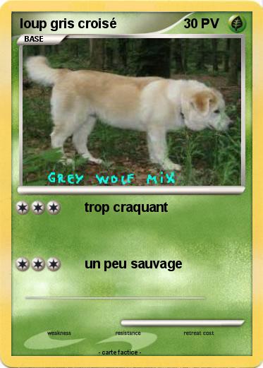 Pokemon loup gris croisé