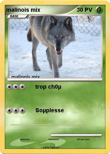 Pokemon malinois mix
