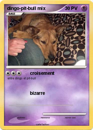 Pokemon dingo-pit-bull mix