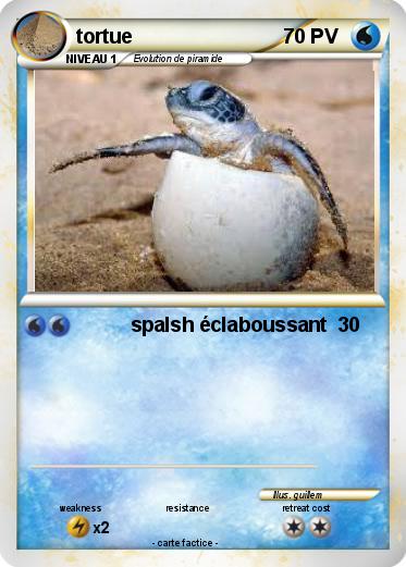 Pokemon tortue