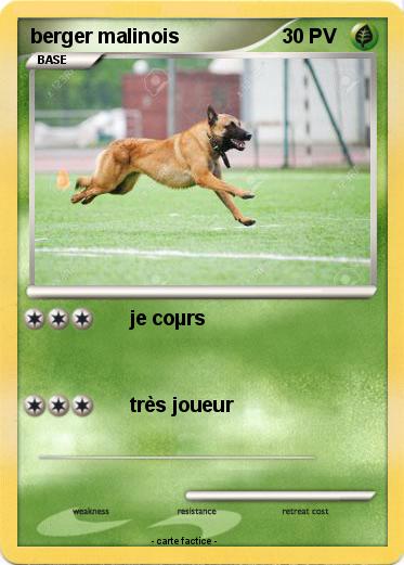 Pokemon berger malinois